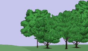 Non-Transparent GIF